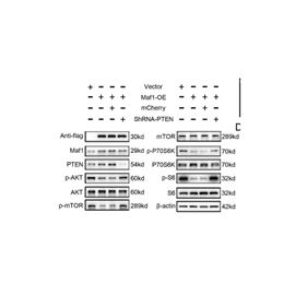 Western Blot