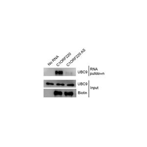 RNA-PULLDOWN