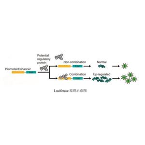 荧光素酶报告基因