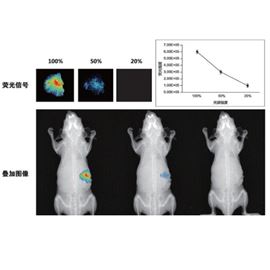 小动物活体成像