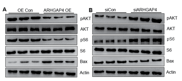 Western Blot