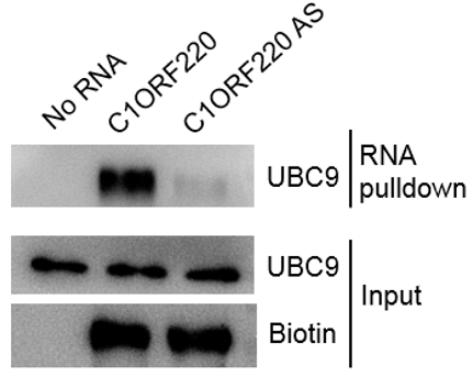 RNA-PULLDOWN