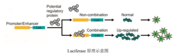 荧光素酶报告基因